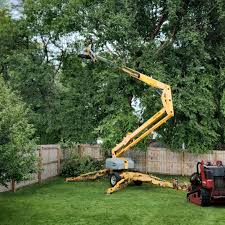 Best Tree Preservation Services  in North Syracuse, NY