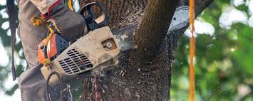 Best Tree Removal  in North Syracuse, NY