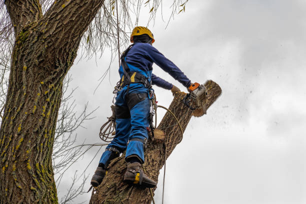 Best Utility Line Clearance  in North Syracuse, NY